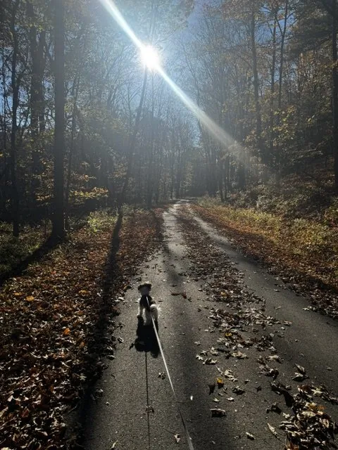 Morning walk