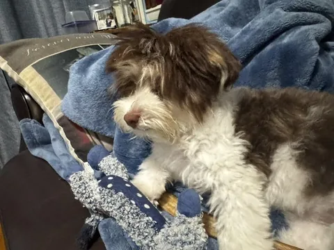 This is Oliver!